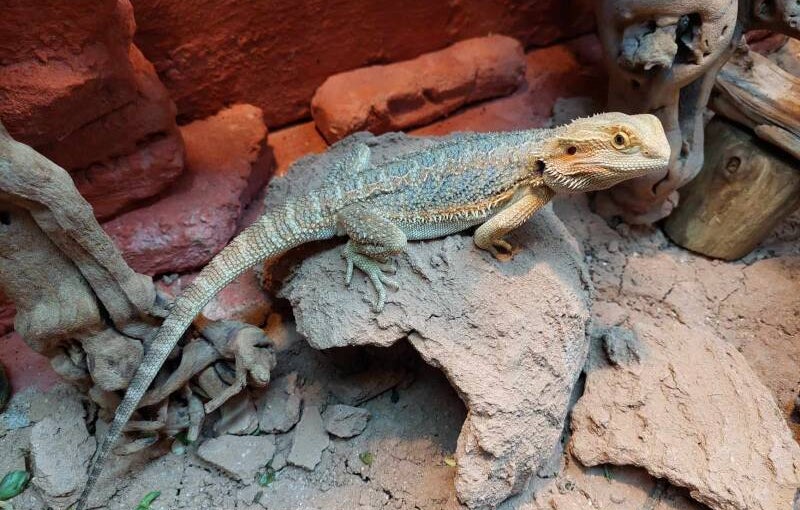 Pet sitting visite à domicile NAC lézard reptiles pogona vitticeps visite à domicile insectes blattes grillons vers