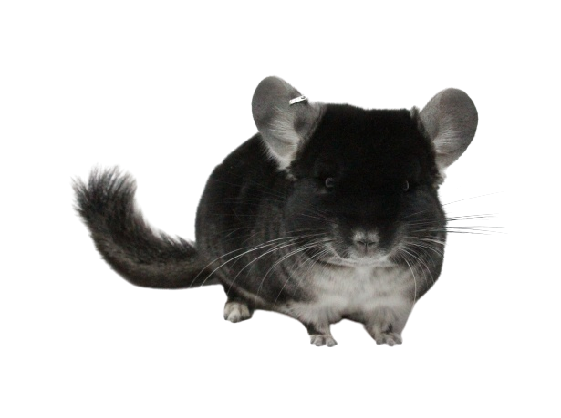 chinchilla-removebg-preview.png
