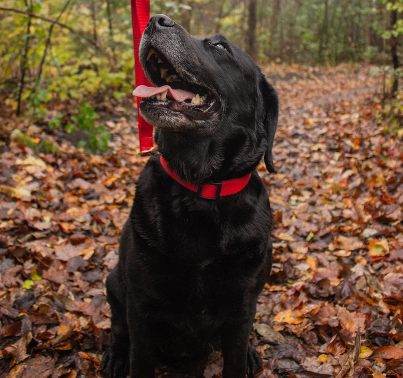 balades canines promenades canines dog sitting pet sitting cat sitting visite à domicile conflans sainte honorine