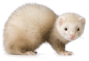 furet.png