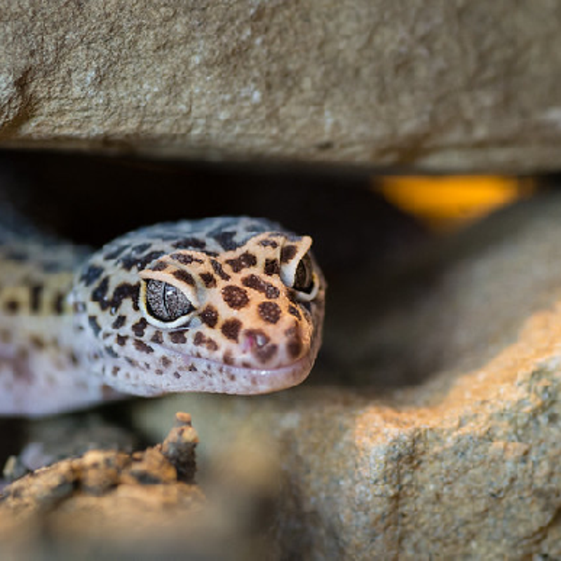 geckoleopard.png
