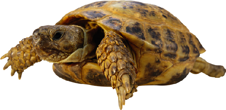 tortue.png