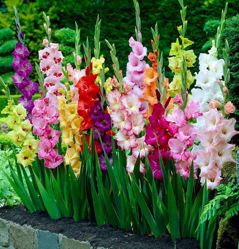 Gladiolus