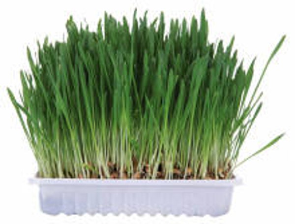 Knaagdierengras 