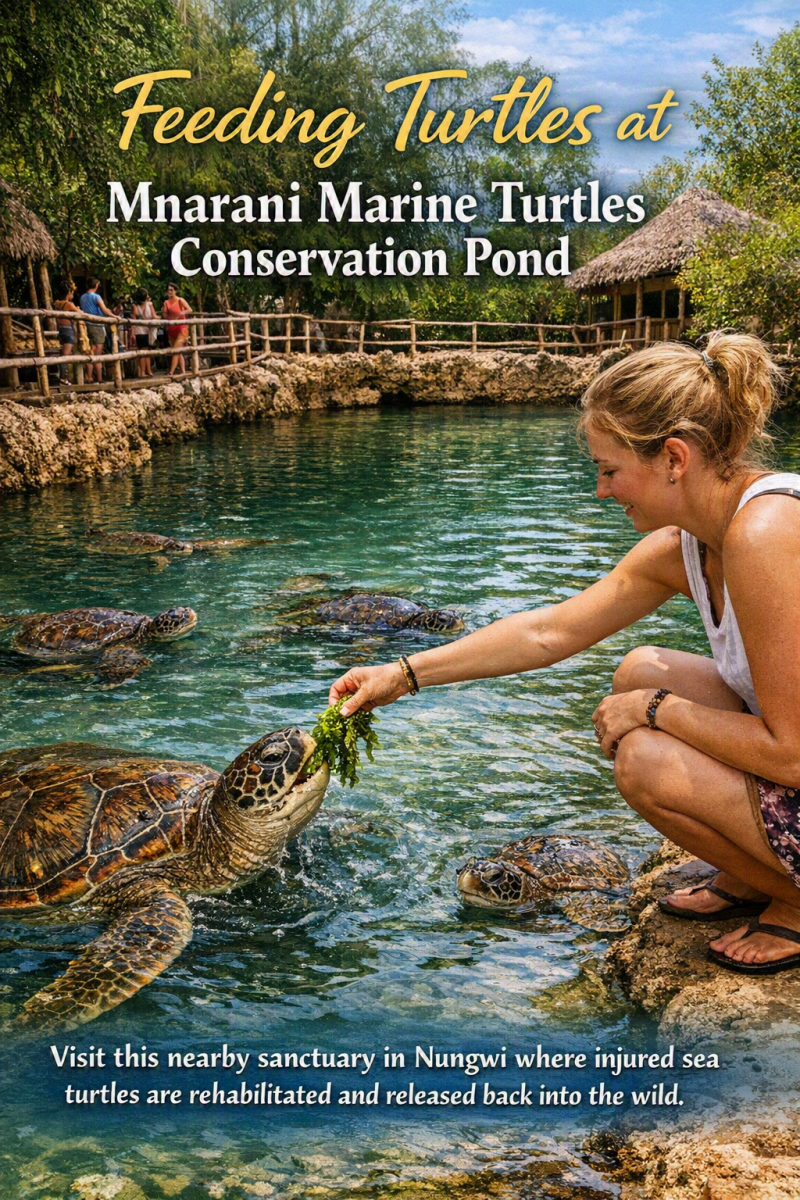 3-_feeding-turtles-at-mnarani-marine-turtles-conse-standard.png