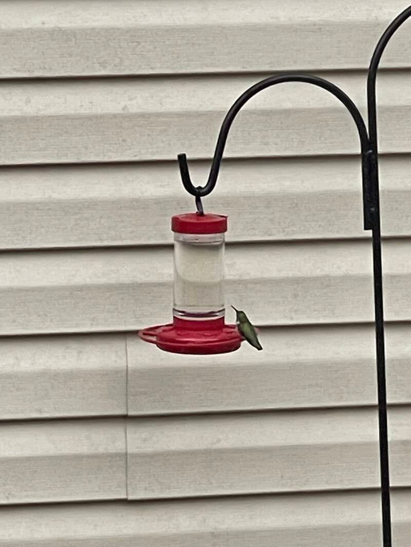Hummingbird at the House - getting water...