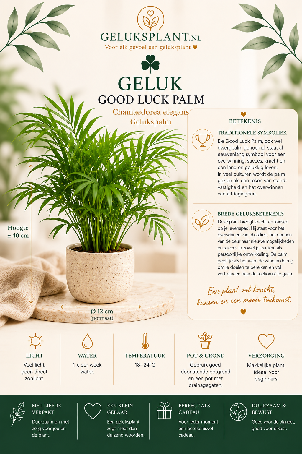 Good Luck Palm