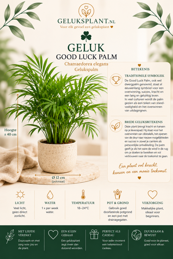 Good Luck Palm