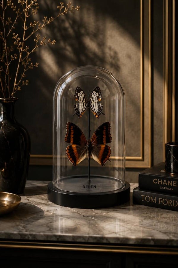 Kleine bel 2 vlinders Charaxes en Cyrestis
