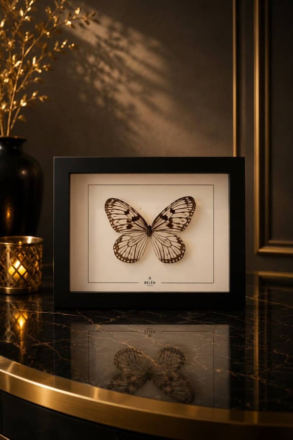 Idea Durvillei fotoframe