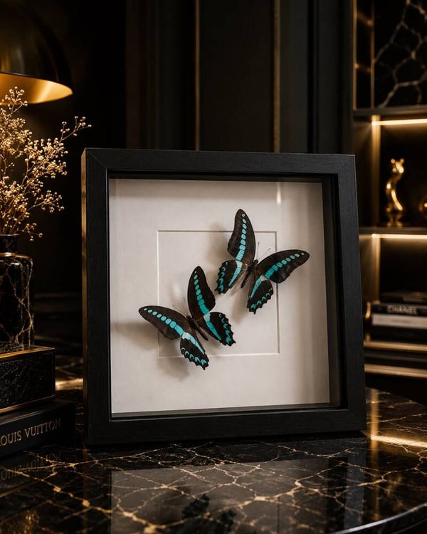 Vlinders fotoframe