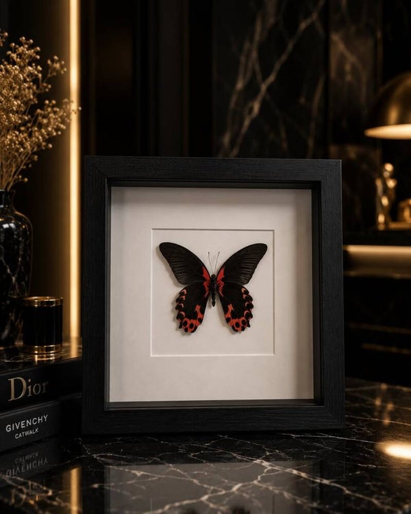 Vlinder fotoframe 1