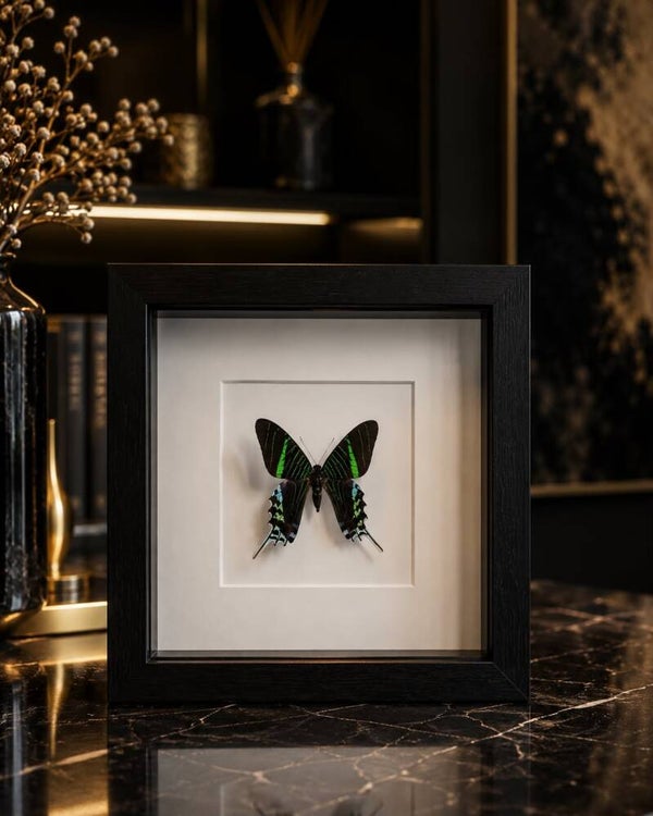 Vlinder fotoframe 4