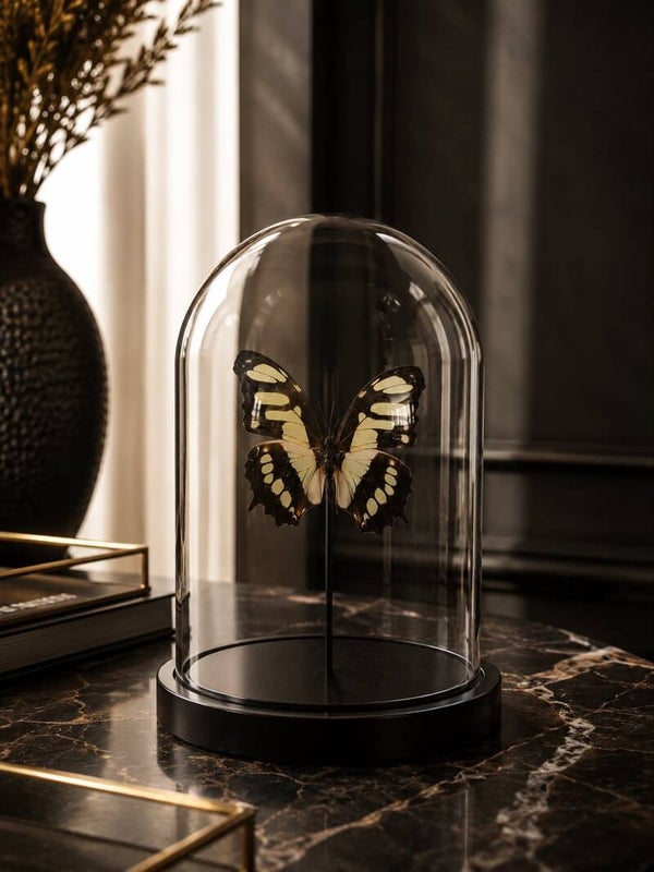 Vlinderstolp B