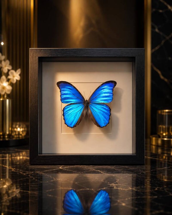 Vlinder Morpho