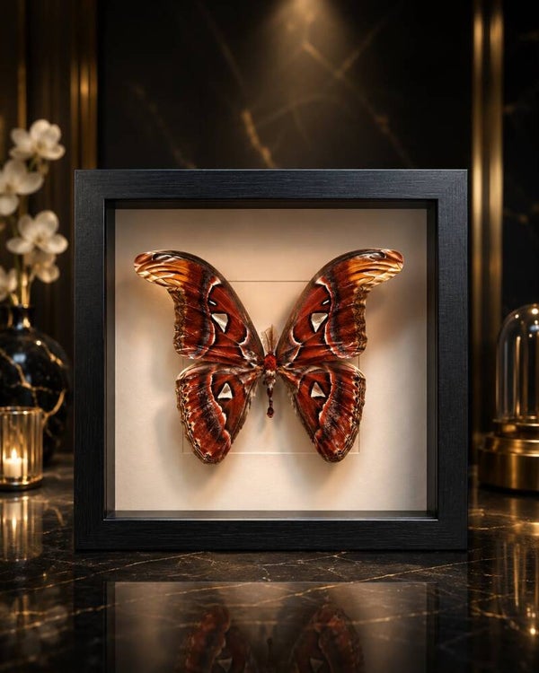 Vlinder Atlas