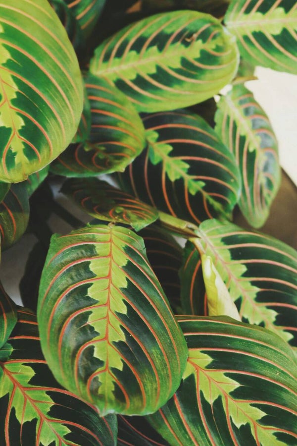 Prayer Plant Botanical Elixir