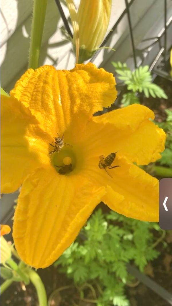 Pumpkin Blossom Botanical Elixir