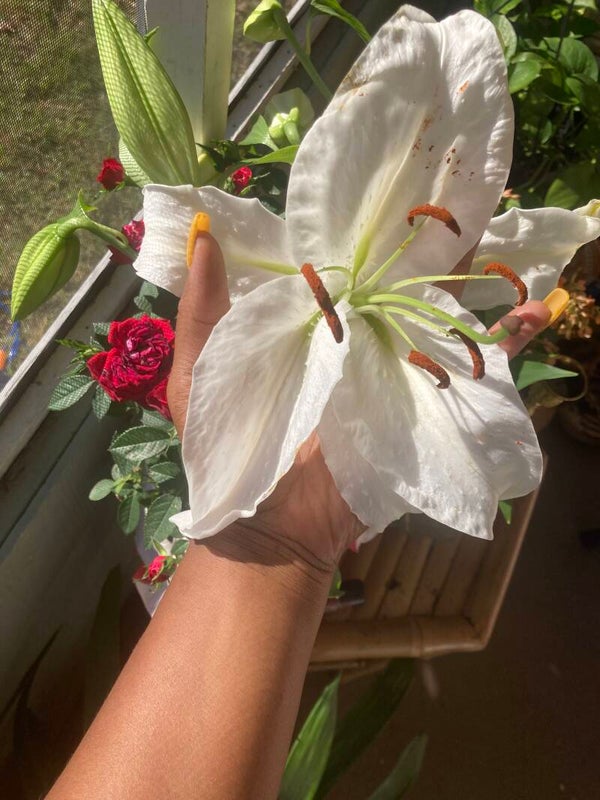 White Lily Botanical Elixir