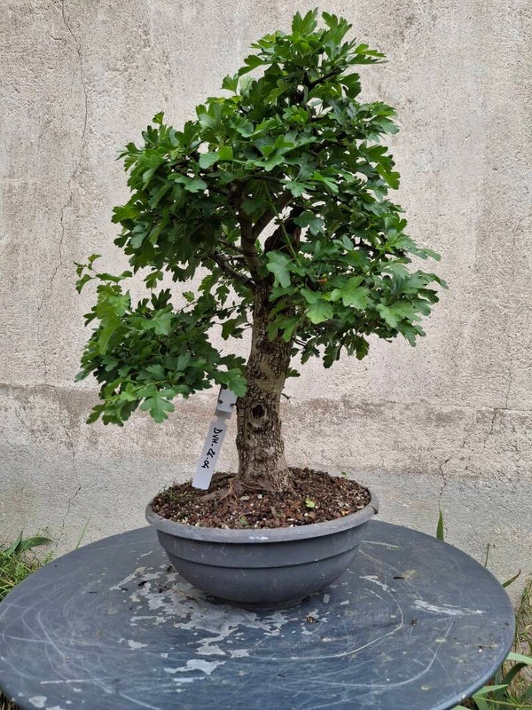Aubépine