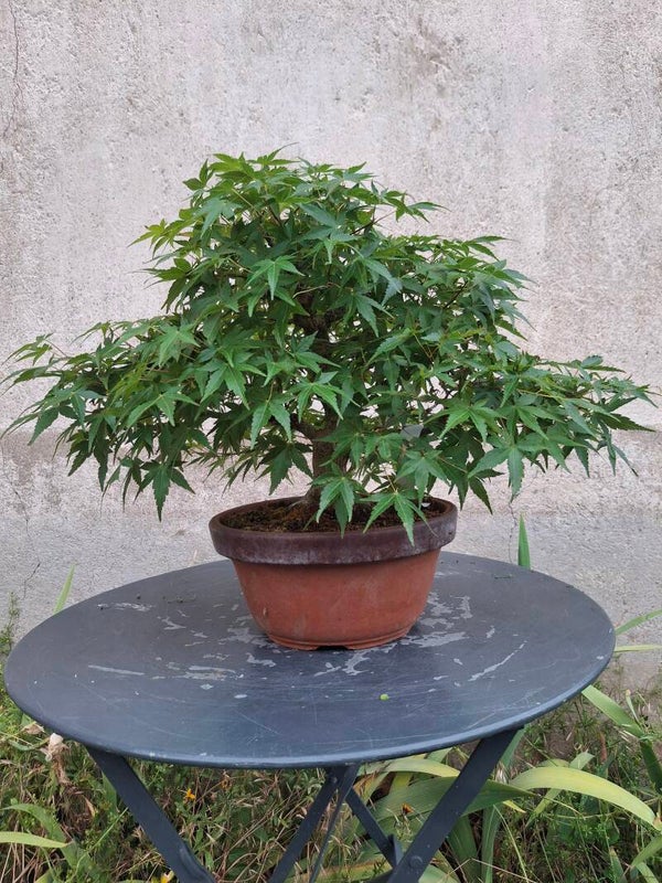 Erable palmé