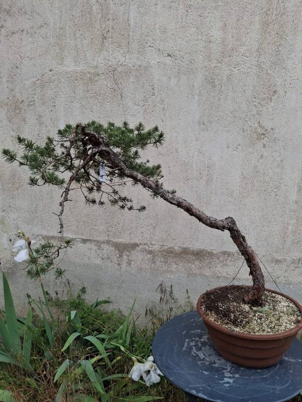 Pin sylvestre