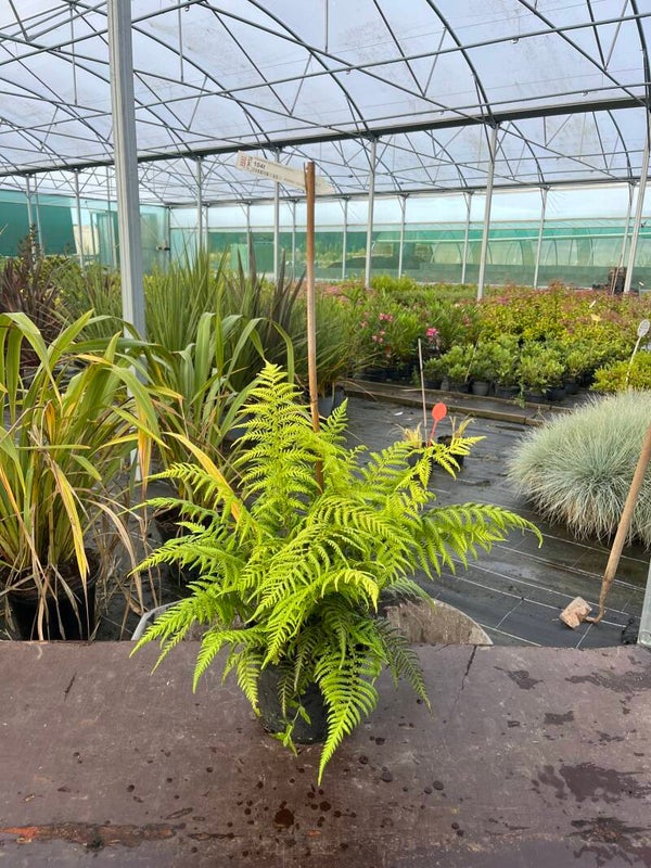 Fougère Dicksonia antartica
