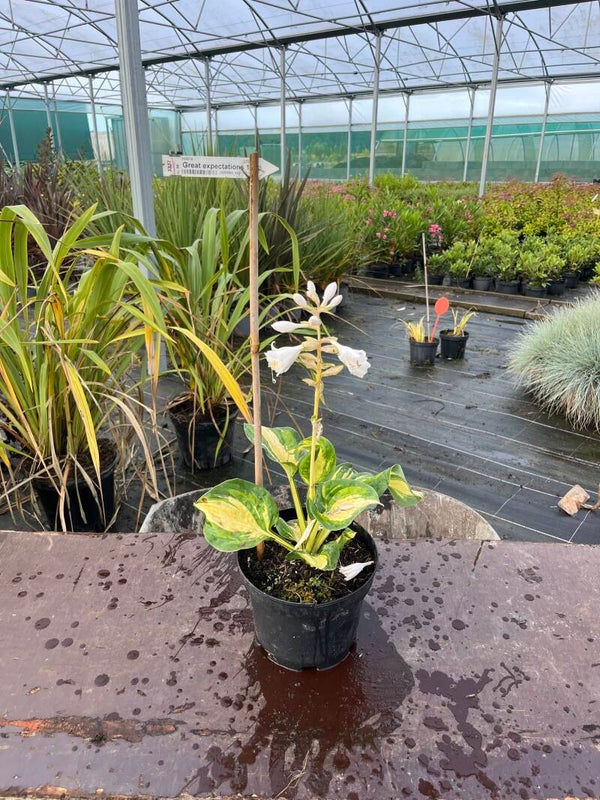 HOSTA great expectation