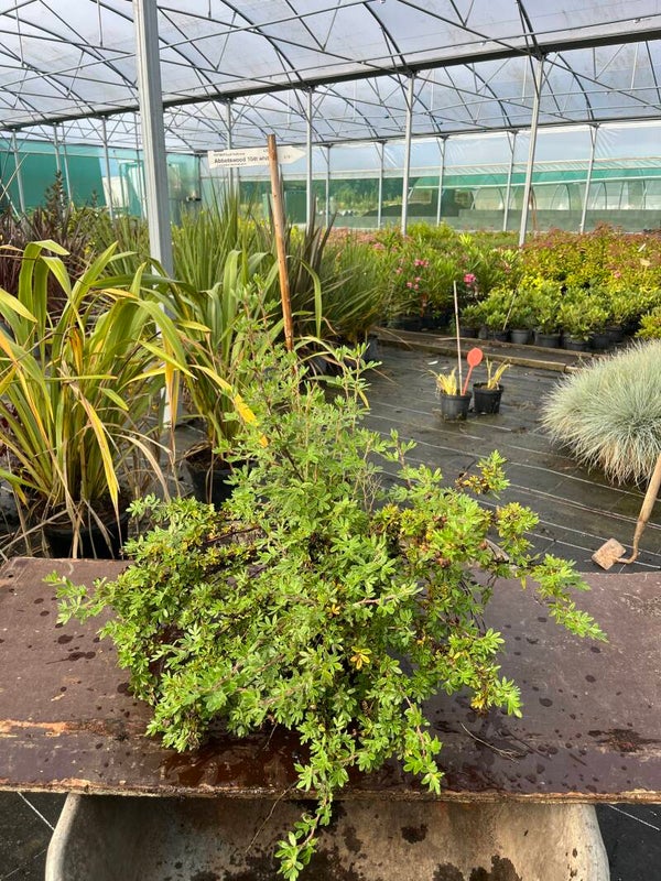 Potentilla Fructicosa