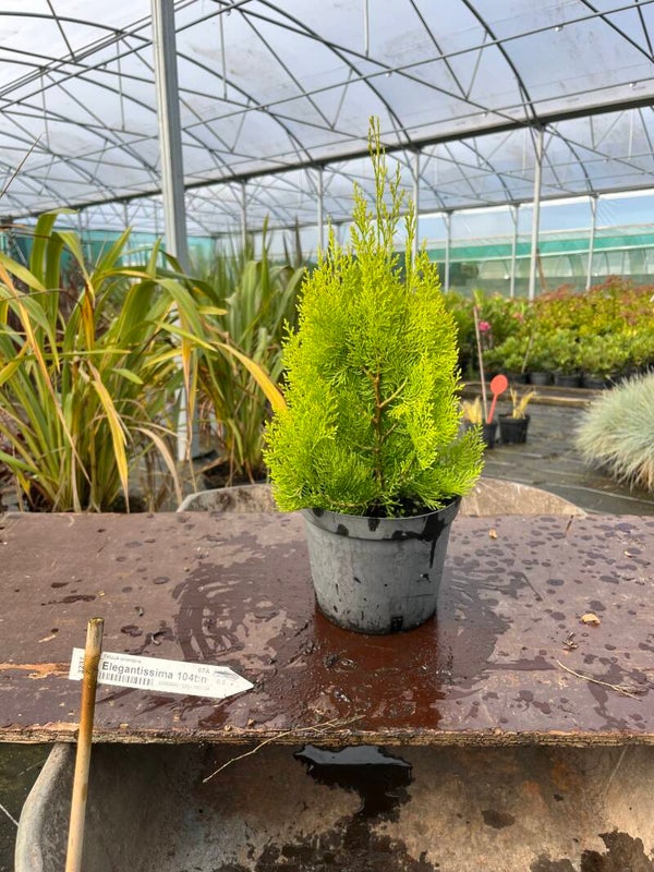 THUJA Orientalis