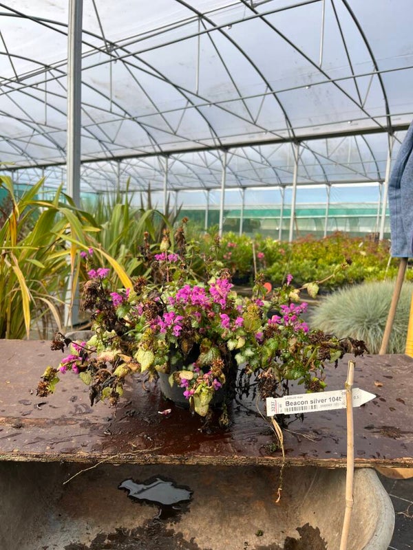 LAMIUM Mac "Beacon Silver"