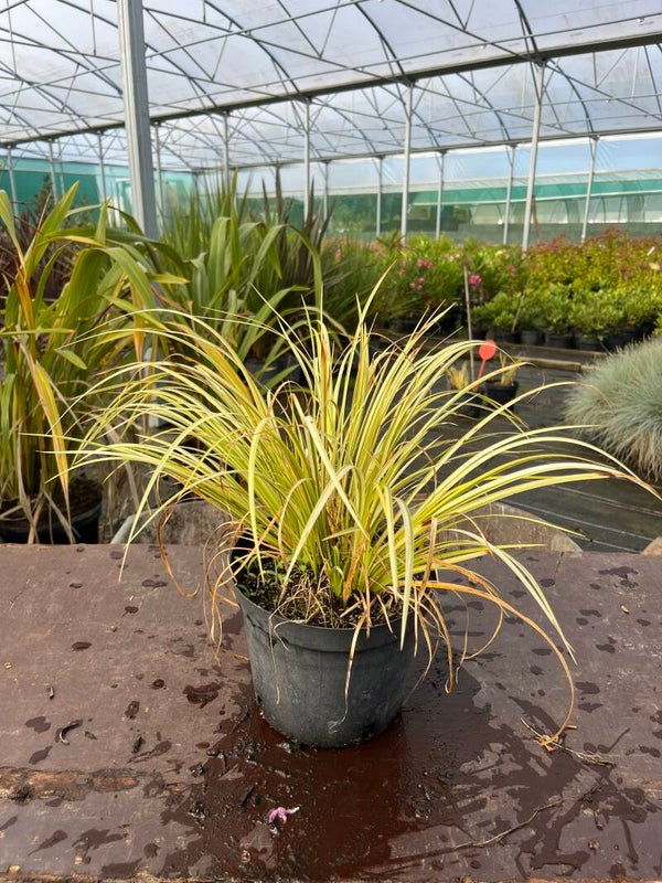 Libertia ixioides
