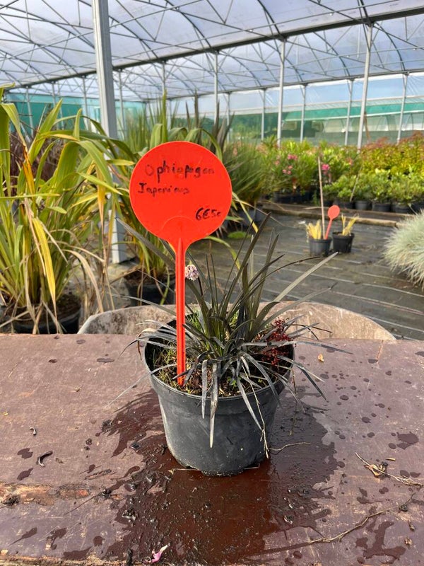 Ophiopogon Japonicus