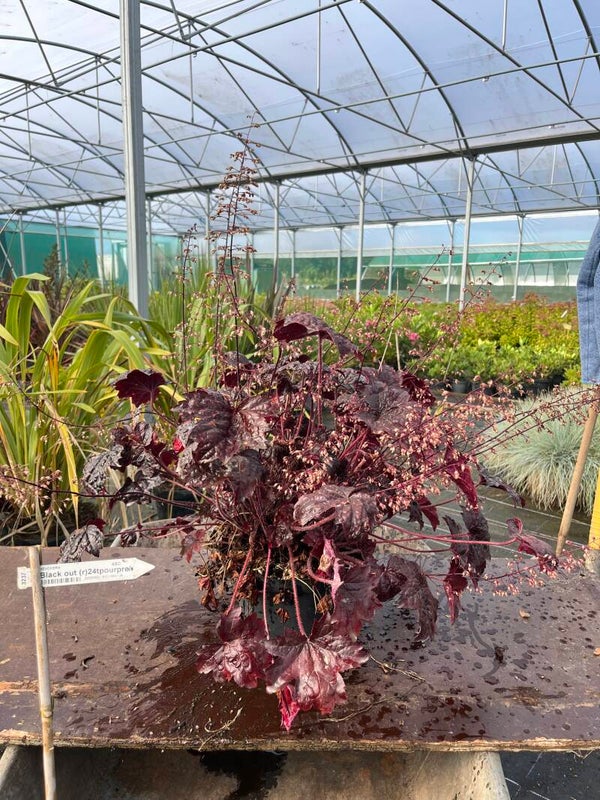 HEUCHERA "Black out pourpre"
