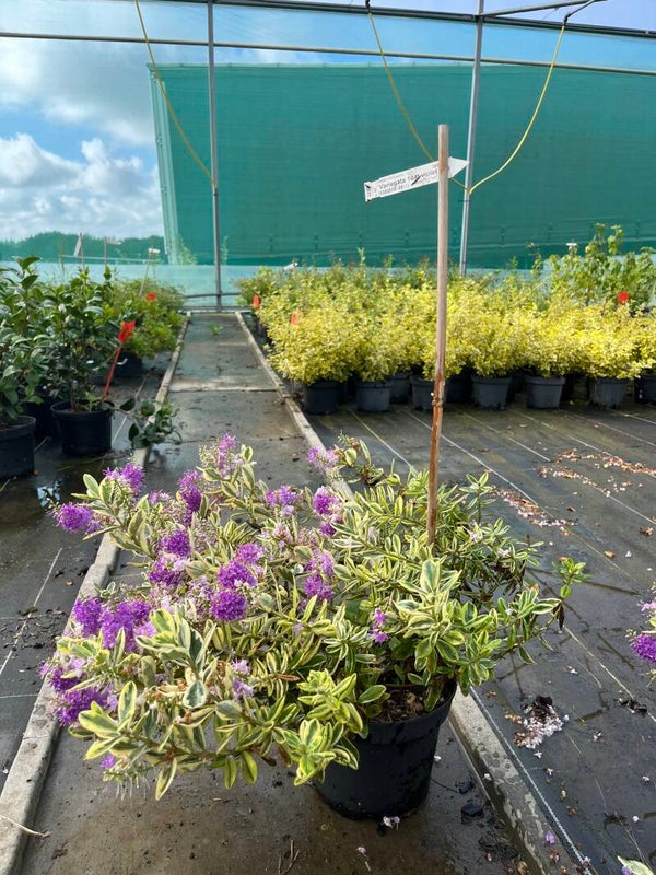 HEBE X FRANCISCANA " variegata violet "