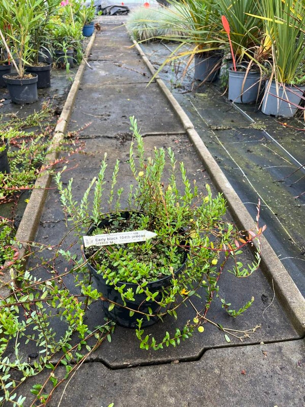 VACCINUM MACROCARPON Canneberge "Early Black"