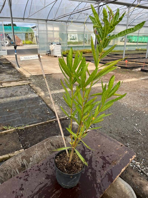 NERIUM Oleander "Rose Vif"