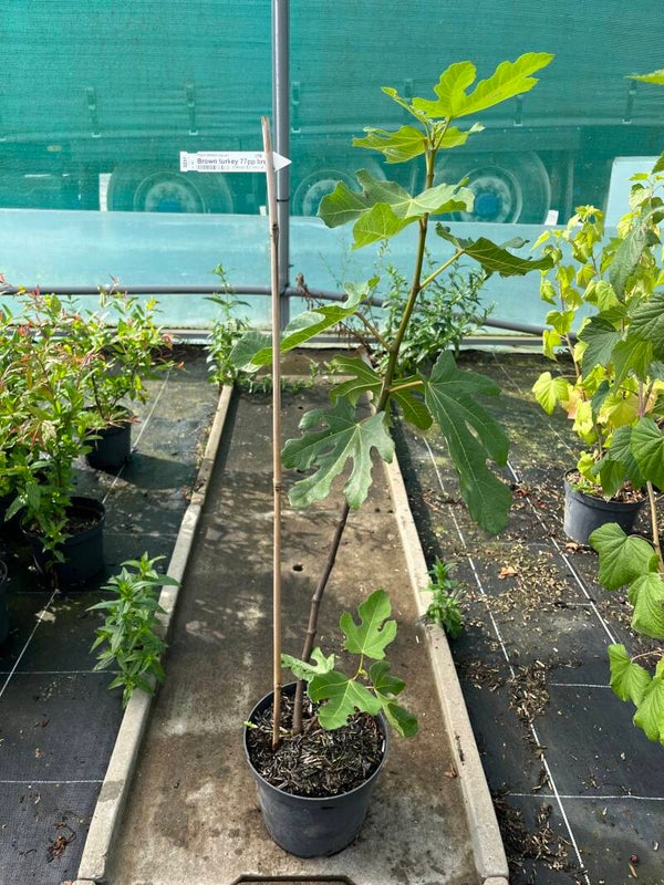 FICUS CARICA "Brown turkey" (figuier)