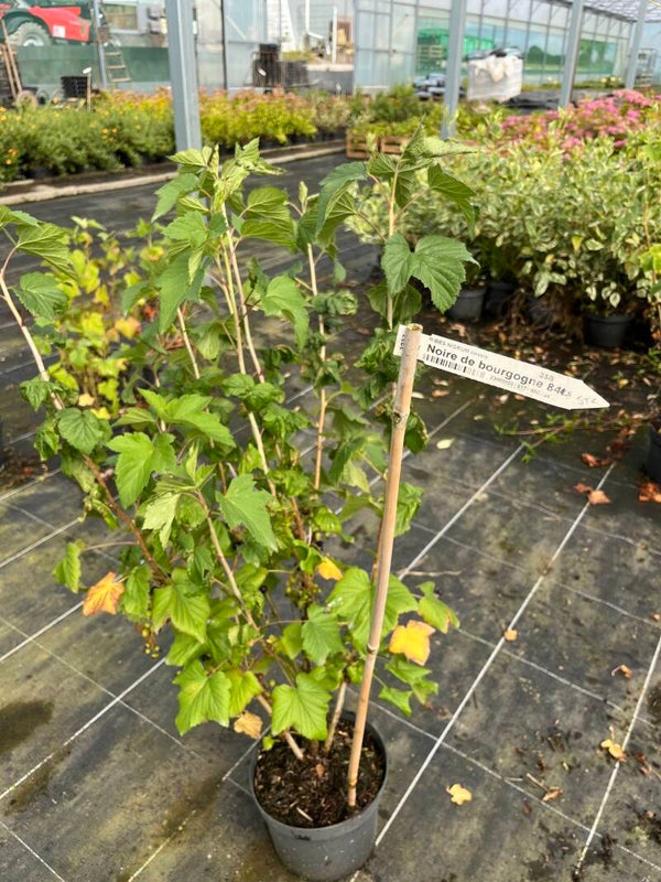 RIBES NIGRUM Noire de bourgogne cassis