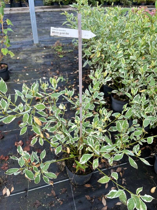 CORNUS STOLONIFERA "White Gold"