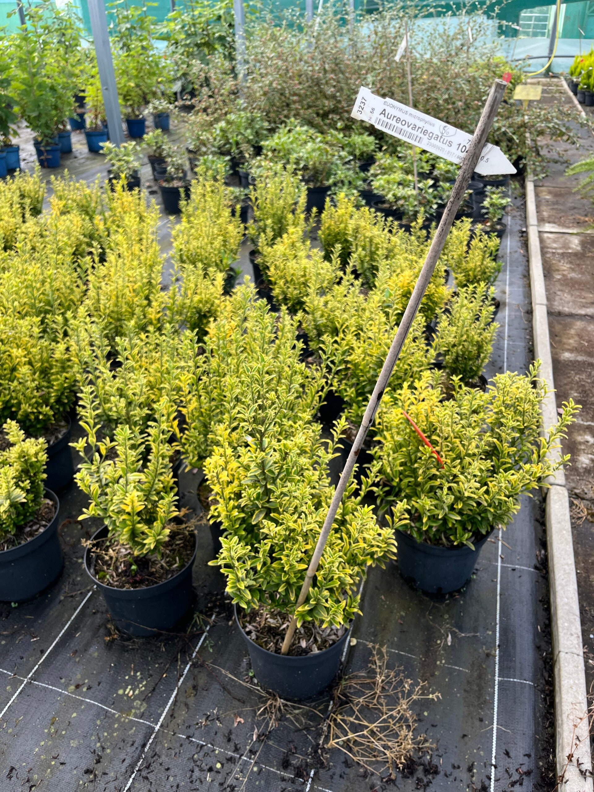 EUONYMUS Microphyllus "Aureovariegatus"