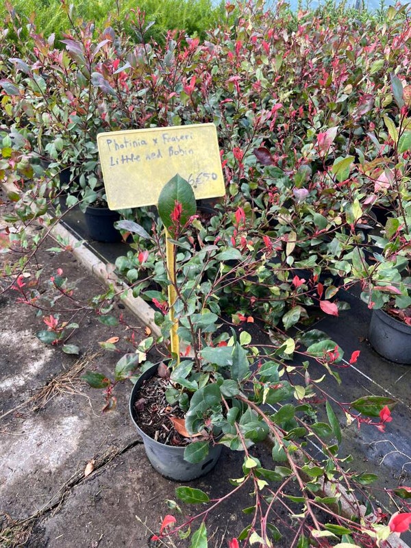 PHOTINIA x FRASERI