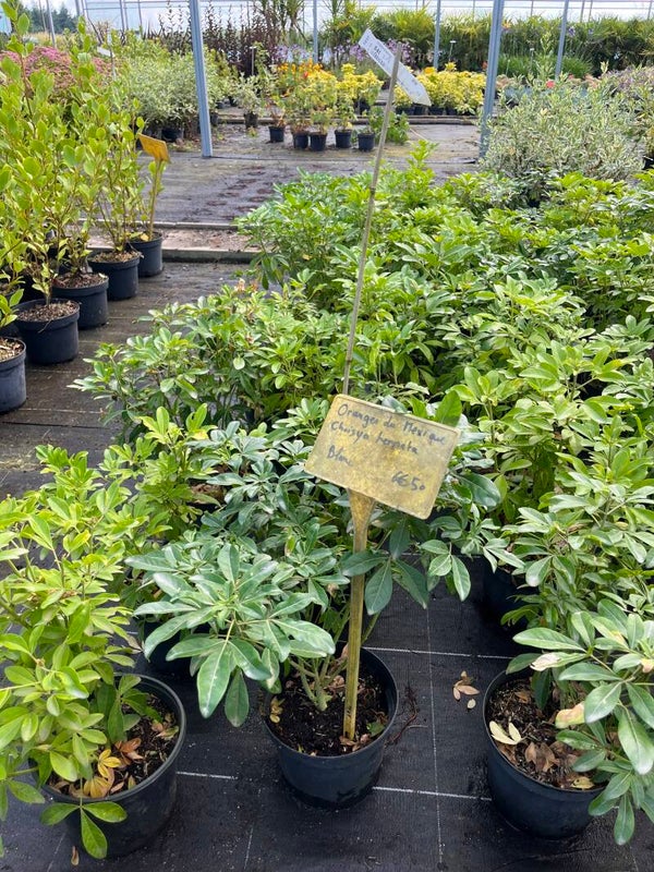 CHOISYA TERNATA ( oranger du mexique )
