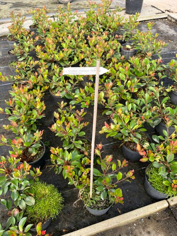 RAPHIOLEPSIS x DELACOURTIL "Croates Crimson"