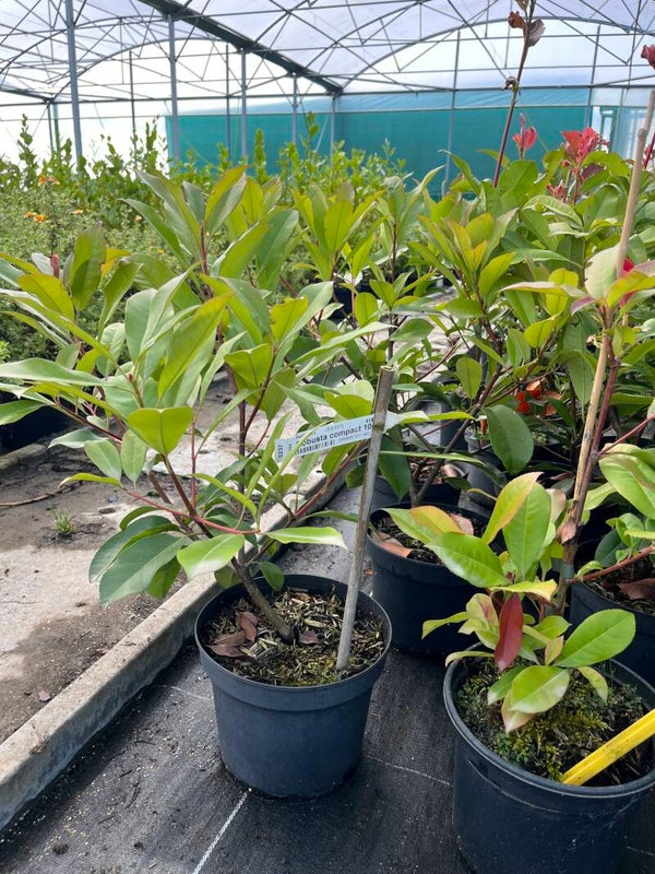PHOTINIA "Robusta Compact"