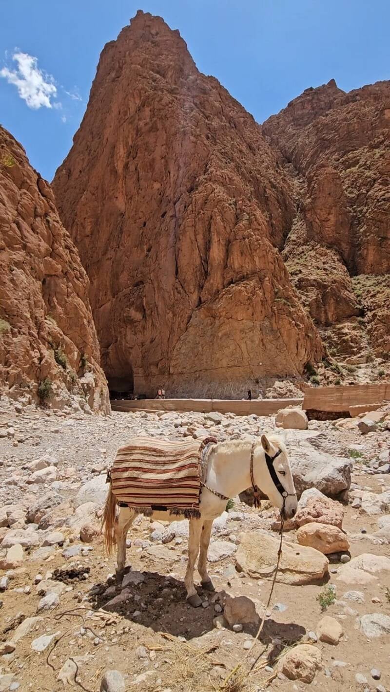 todra-gorge-135-standard.jpg