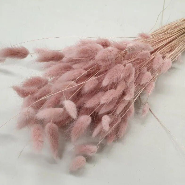 Lagurus ovatus poederroos 100 gr