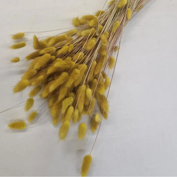 Lagurus ovatus mosterd 100 gr