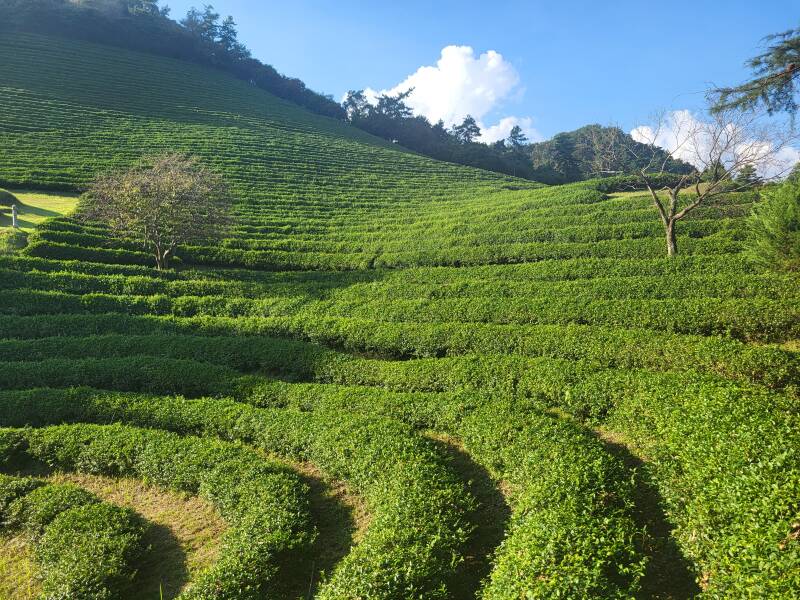 corée du sud korea boseong Boseong Green Tea Field Daehan Dawon plantation de thé vert jeolla du sud