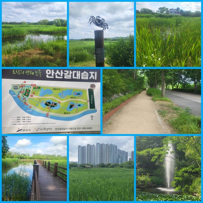corée du sud korea ansan reed wetland ansan reed marshy park